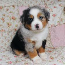 Teacup Miniature Australian Shepherd Welpe männlich - Blue