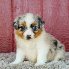 Teacup Miniature Australian Shepherd Welpe weiblich - Willow