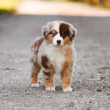 Teacup Miniature Australian Shepherd Welpe männlich - Finn
