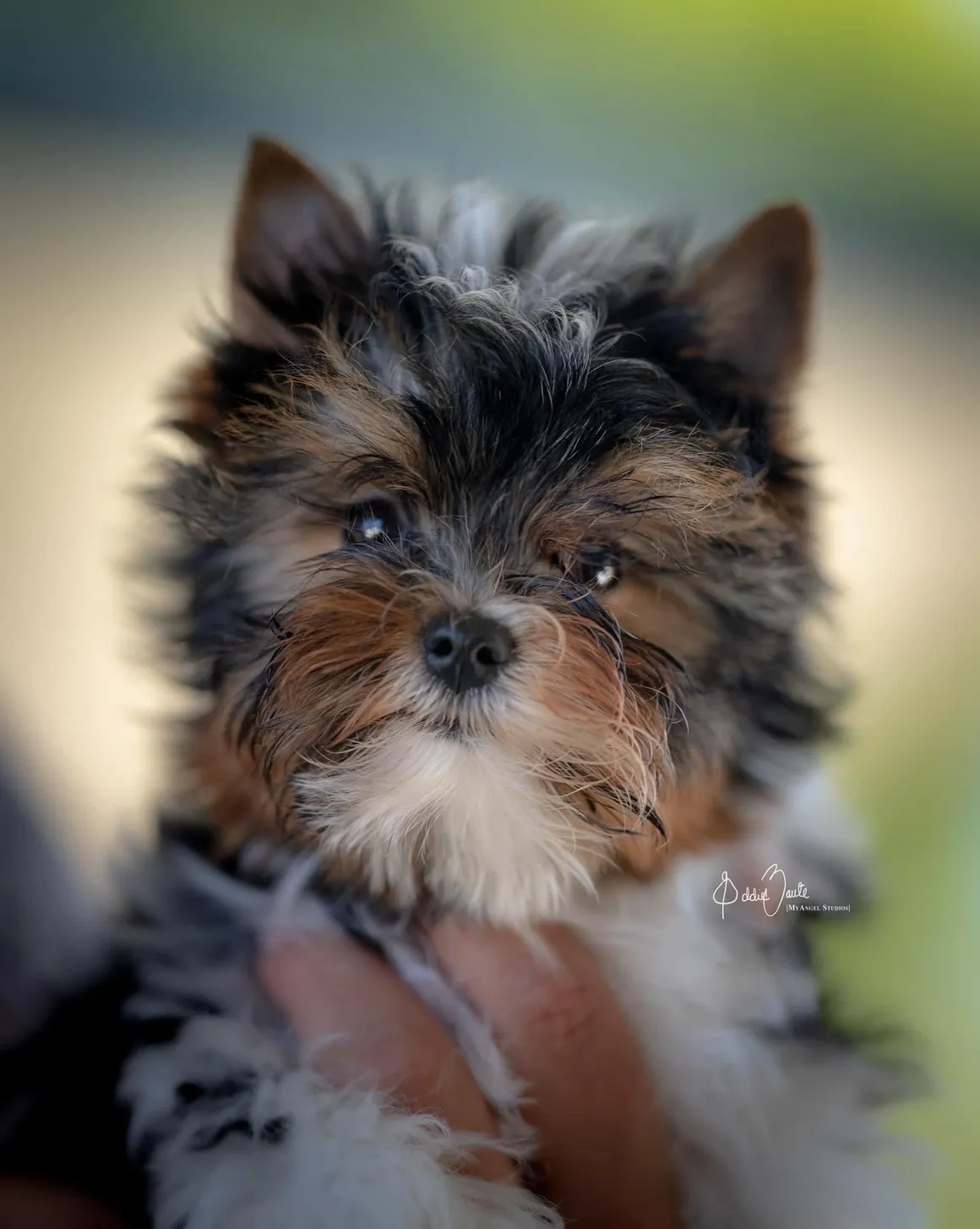 Teacup Biewer Yorkshire Terrier Welpe weiblich - Daisy