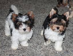 Teacup Biewer Yorkshire Terrier Welpe männlich - Milo