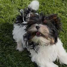 Teacup Biewer Yorkshire Terrier Welpe männlich - Oscar