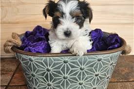 Teacup Biewer Yorkshire Terrier Welpe weiblich - Maya