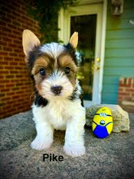 Teacup Biewer Yorkshire Terrier Welpe männlich - Charlie