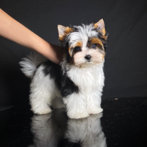 Teacup Biewer Yorkshire Terrier Welpe
