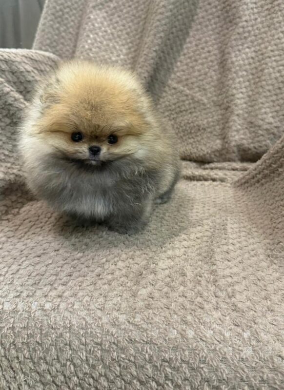 Teacup Pomeranian Welpe