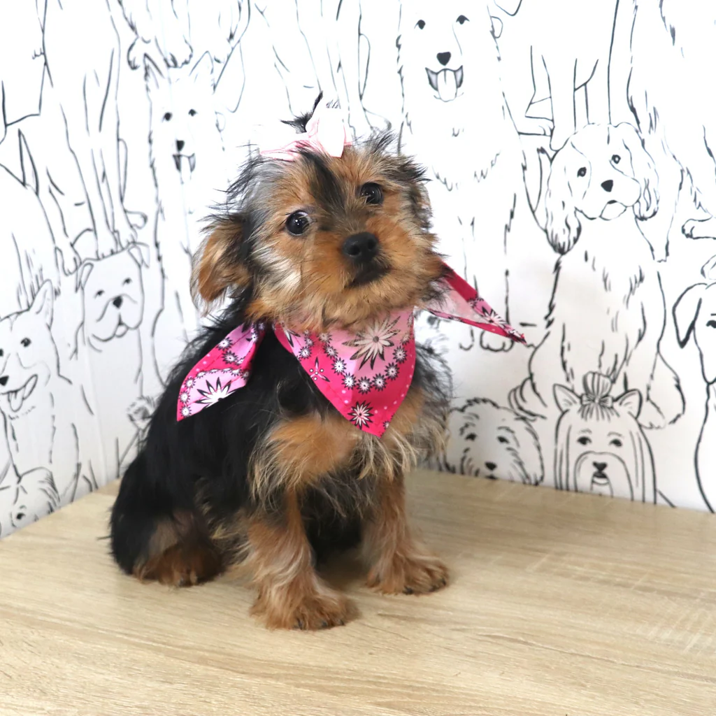 Teacup Yorkshire Terrier Welpe