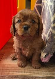 Teacup Cavalier King Charles Spaniel Welpe weiblich - Emma