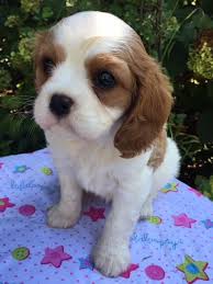 Teacup Cavalier King Charles Spaniel Welpe weiblich - Luna