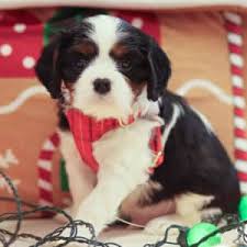 Teacup Cavalier King Charles Spaniel Welpe männlich - George