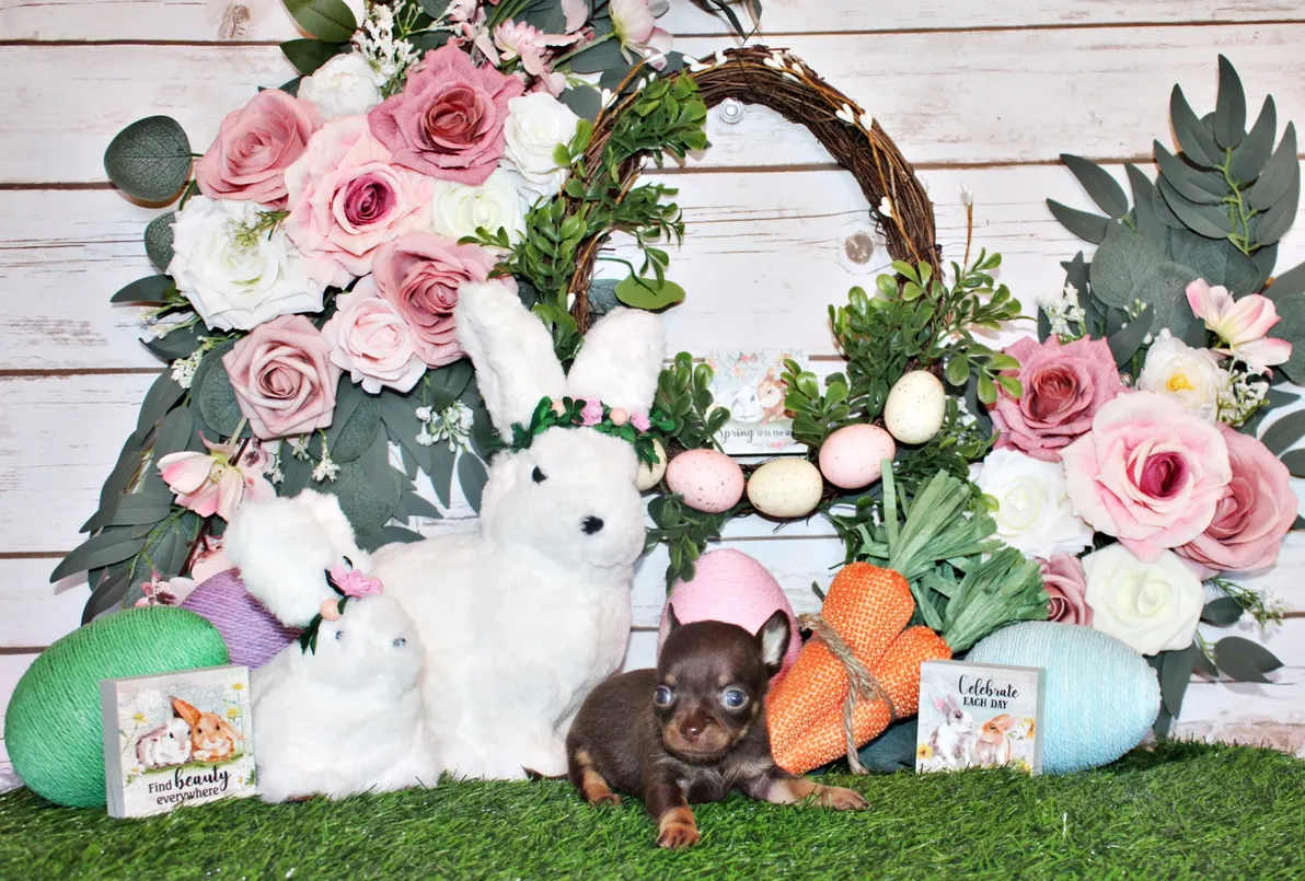 Teacup Chihuahua Welpe männlich - Paco