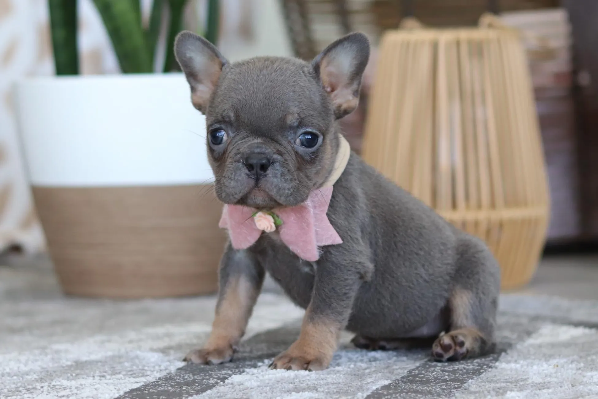 Teacup French Bulldog Welpe männlich - Rocky