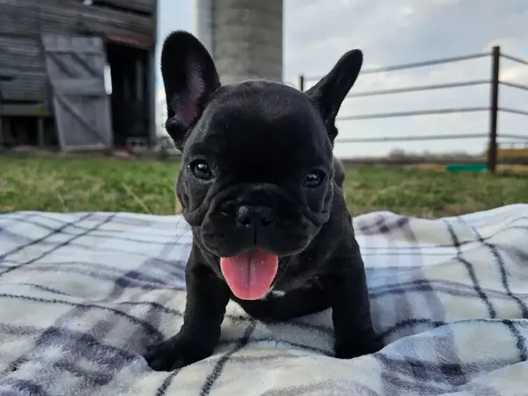 Teacup French Bulldog Welpe männlich - Oscar