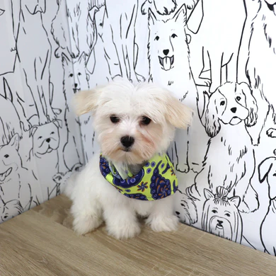Teacup Maltese Welpe weiblich - Bella