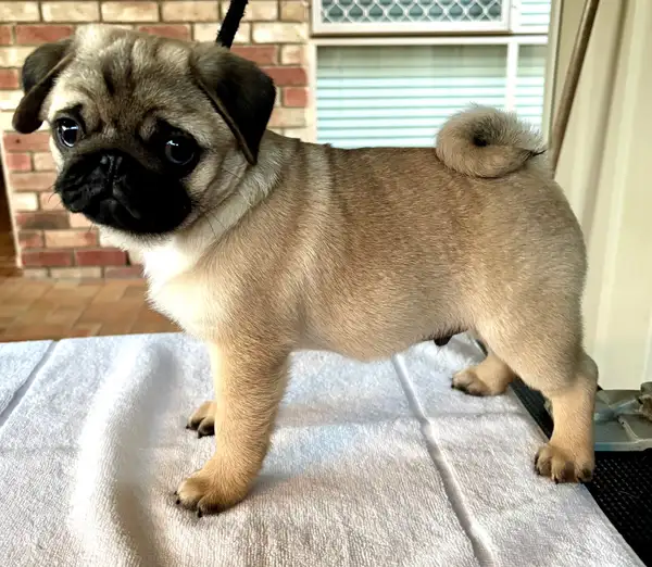 Teacup Pug Welpe männlich - Milo