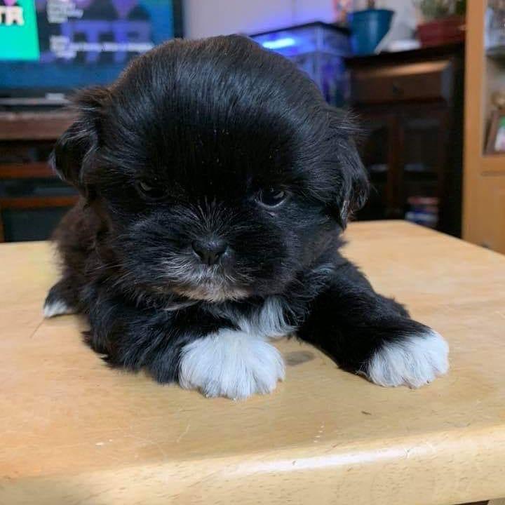 Teacup Shih Tzu Welpe weiblich - Chloe