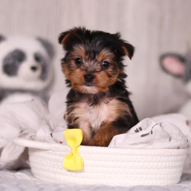 Teacup Yorkie Welpe männlich - Max