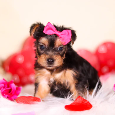Teacup Yorkie Welpe männlich - Oscar
